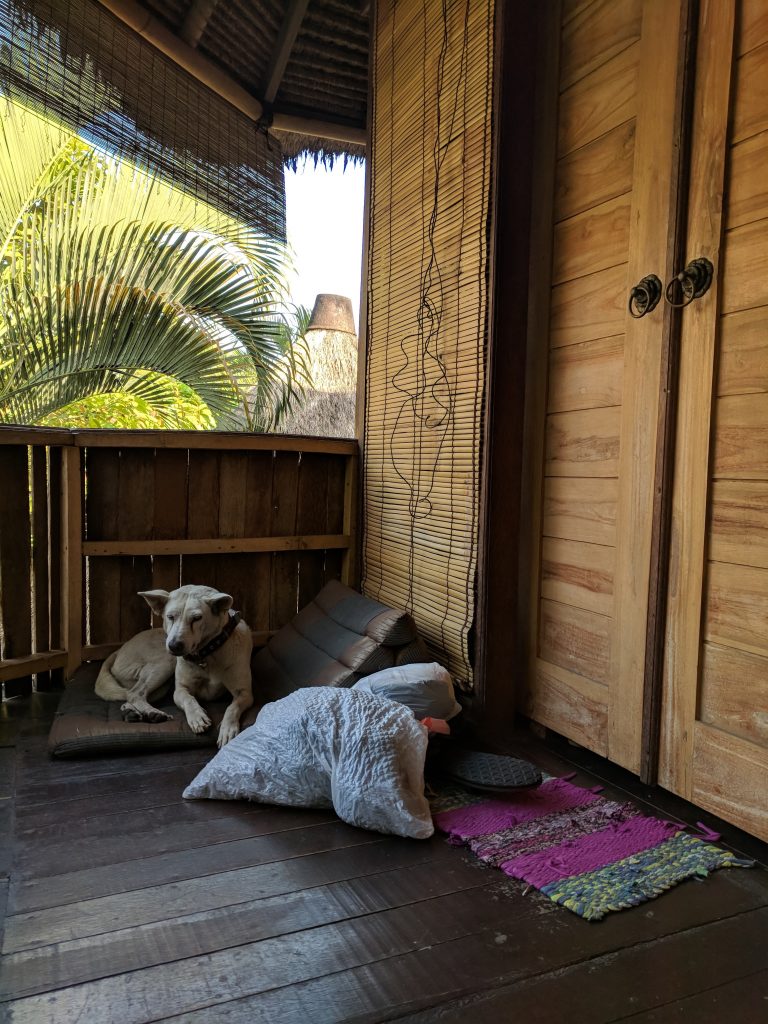 Airbnb Kemala Balinese Dog